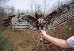 Harlan\'s Red-tailed Hawk, photo © John Newhouse